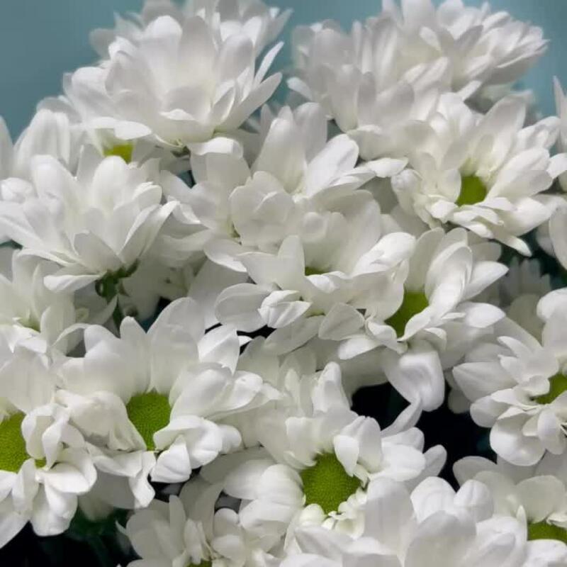 Букет из кустовой хризантемы, 9 шт